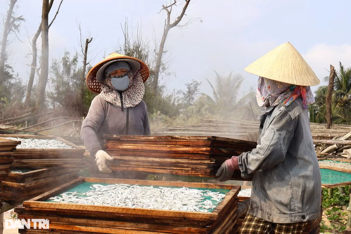 Sau khi hấp, cá được phơi trên giàn tre dựng sẵn bên bờ biển. Tùy vào độ lớn nhỏ của cá mà thời gian phơi 1-3 ngày. Người dân thường chỉ chọn trời nắng gắt để phơi cá để đảm bảo chất lượng.