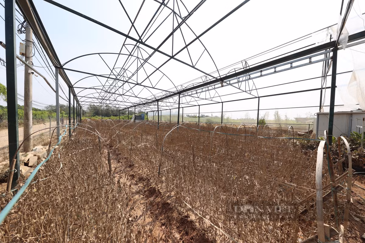 Một số nhà vườn trồng cây cảnh tại Nhật Tân cũng chịu chung số phận.