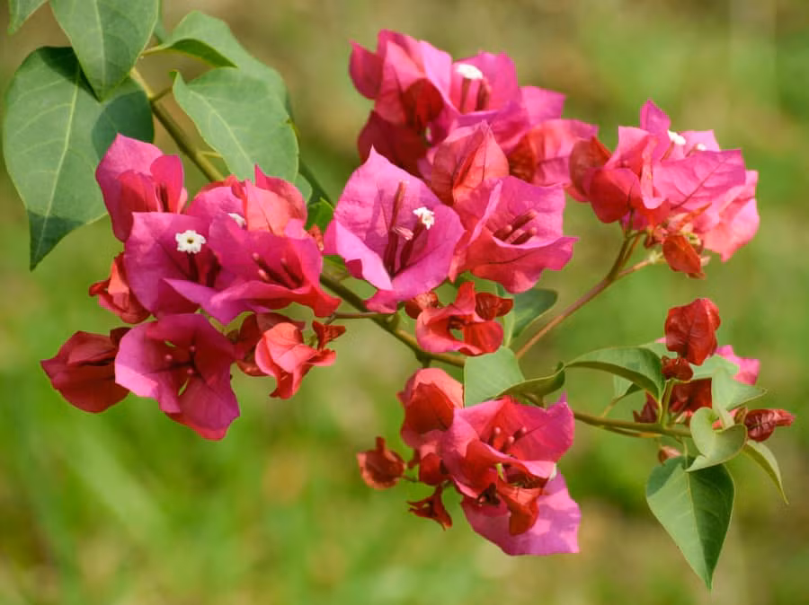 Co tai kinh doanh, 3 con giap gioi dau tu, de buon may ban dat-Hinh-3