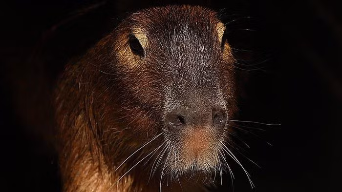 Capybara là loài vật sống chủ yếu ở Nam Mỹ, đặc biệt là Brazil. Một con chuột lang nước trưởng thành có thể nặng tới 68 kg. Loài này chủ yếu ăn cỏ nên không gây hại như nhiều loài chuột khác. Capybara nổi tiếng thân thiện khi chúng sẵn sàng để chim, khỉ cưỡi trên lưng. Ảnh: Gyzmodo.