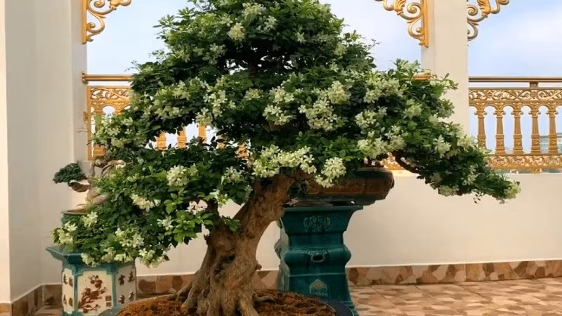  Cây nguyệt quế còn tượng trưng cho sự luân chuyển tiền bạc đều đặn, điều này rất có lợi cho người làm kinh doanh. Nó cũng giúp làm sạch không khí, tạo không gian sống thơm tho và xua đuổi ma quái. Cây nguyệt quế biểu thị cho sự thành công và chiến thắng.