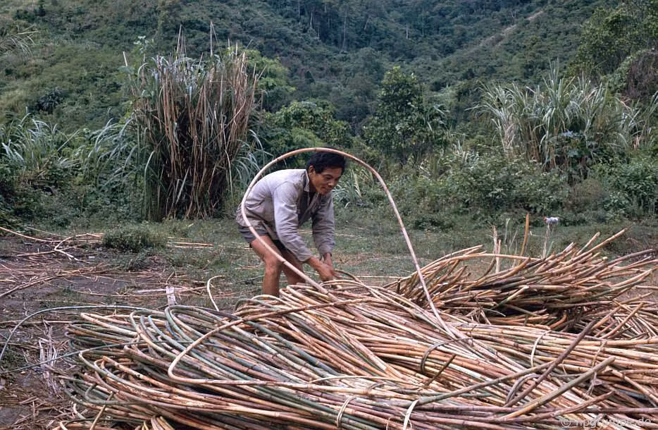 Người dân địa phương khai thác cây mây từ rừng và tập kết bên đường Hồ Chí Minh. Ảnh: Hpgrumpe.de.