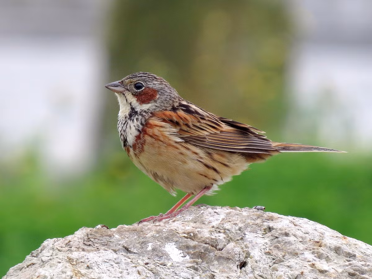 Sẻ đồng tai hung (Emberiza fucata) dài 15-16 cm, là loài trú đông không phổ biến đến phổ biến tại Tây Bắc, Đông Bắc, Trung và Nam Trung Bộ. Sinh cảnh của chúng là các khu vực trống trải, khu canh tác, gần cánh đồng lúa, cây bụi ven đồi. Ảnh: eBird.