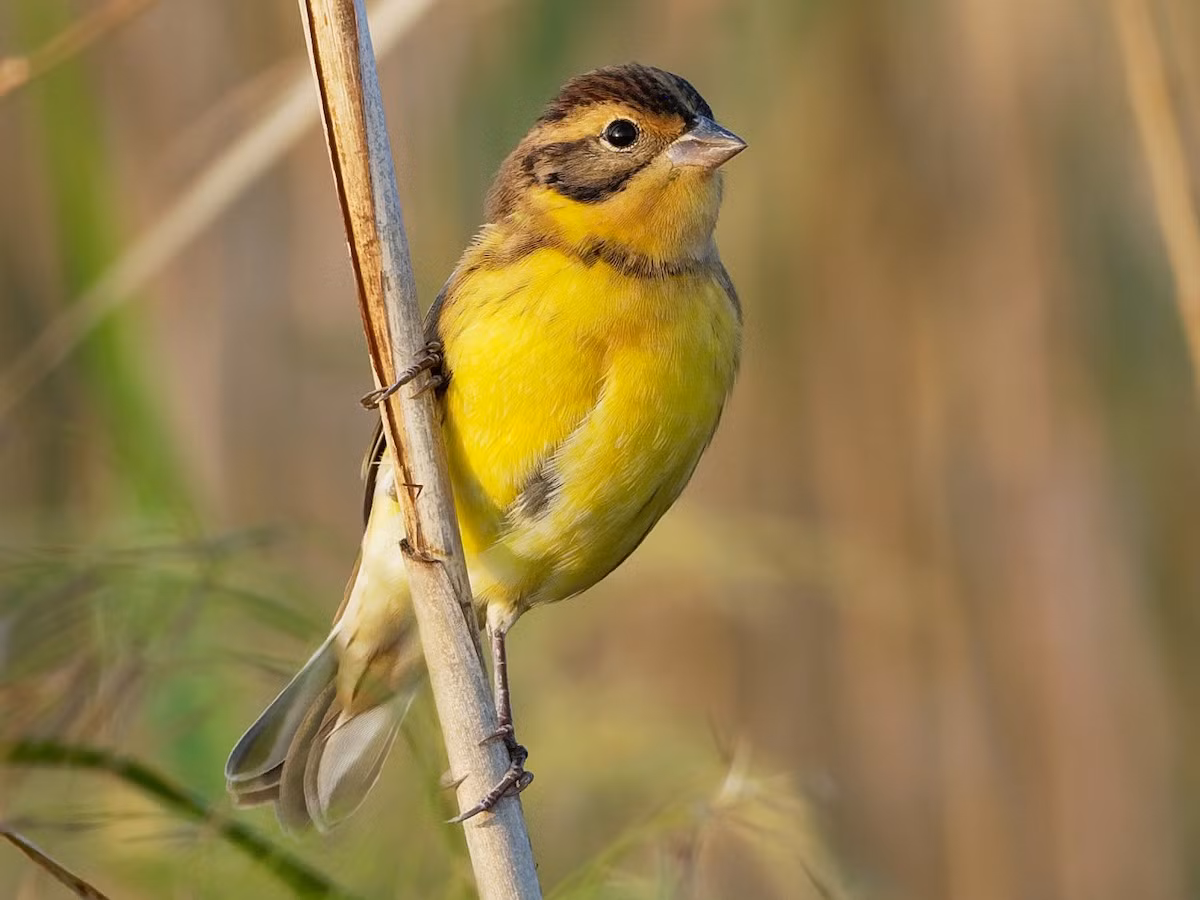 Sẻ đồng ngực vàng (Emberiza aureola) dài 15 cm, là loài trú đông hiếm tại Tây Bắc, Đông Bắc, Trung Trung Bộ và Nam Bộ, di cư qua Đông Bắc. Sinh cảnh của chúng là trảng cỏ, cây bụi nơi trống trải, nơi canh tác, rừng ngập mặn trong mùa di cư, thường gặp gần nước. Ảnh: eBird.