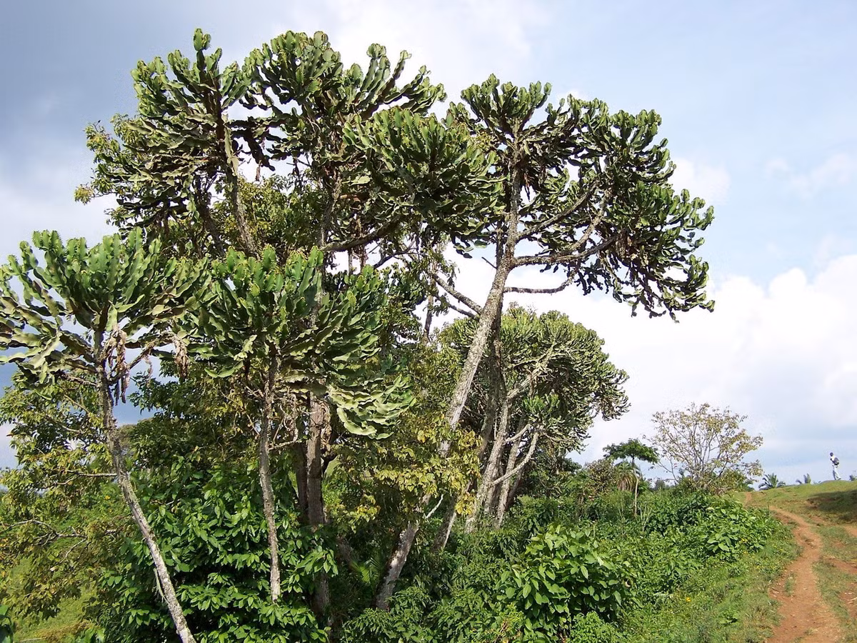 Mọc trong các khu rừng mưa nhiệt đới ở Đông Phi, Euphorbia ampliphylla là một loài thực vật được biết đến nhờ sở hữu nhiều kỷ lục trong thế giới thực vật. Ảnh: iNaturalist.