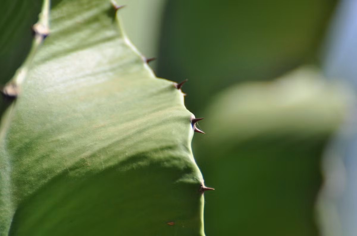 Nhưng trong phân loại thực vật, chúng thuộc họ Đại kích (Euphorbiaceae), không có quan hệ họ hàng gần với các loài xương rồng đích thực (họ Cactaceae). Ảnh: iNaturalist.