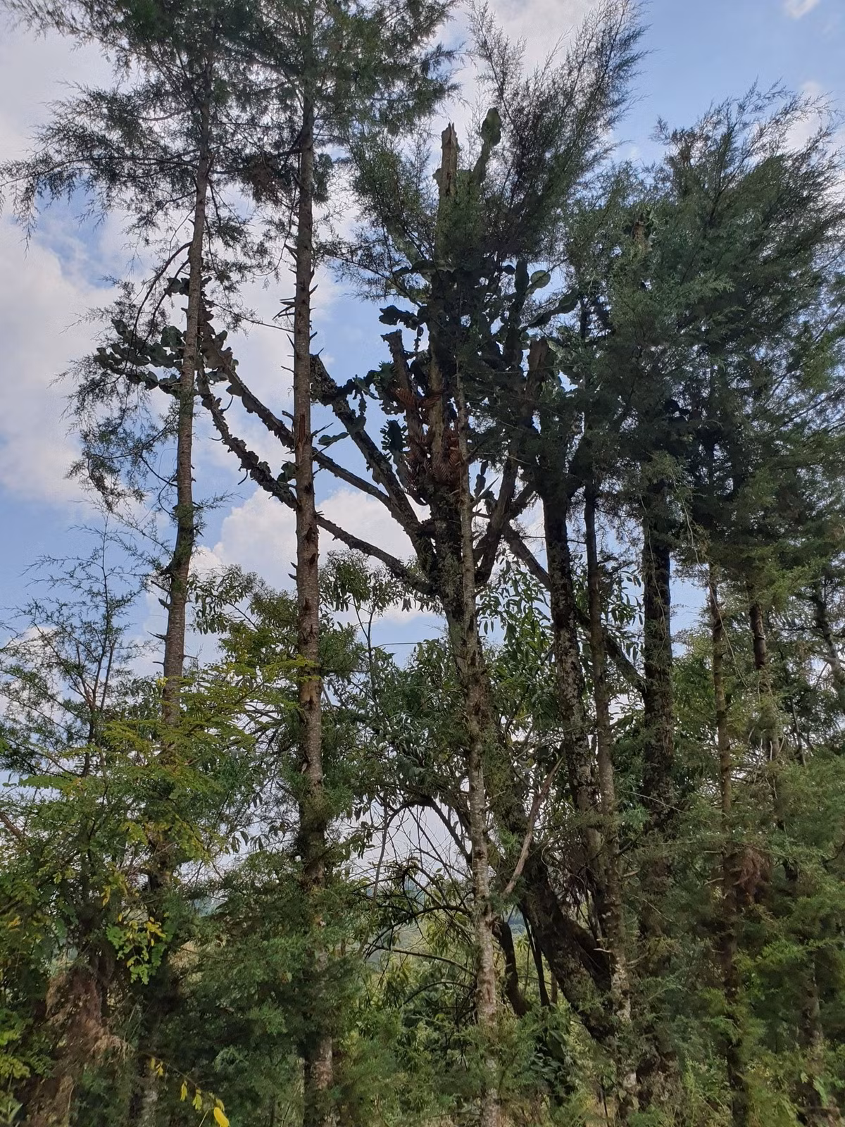 Ảnh: iNaturalist.
