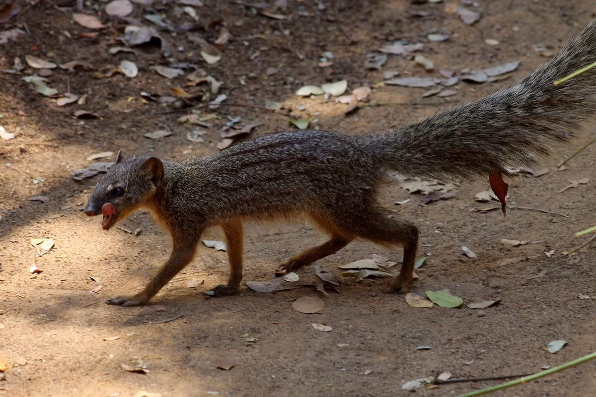 Cầy mangut sọc hẹp (Mungotictis decemlineata) dài 25-35 cm, phân bố chủ yếu ở phía Tây và Tây Nam Madagascar. Loài này sống trong các đàn có tổ chức chặt chẽ, thức ăn chủ yếu là côn trùng, nhưng cũng ăn trứng chim và nhiều loại động vật nhỏ khác, gồm cả rắn. Ảnh: Heinonlein.