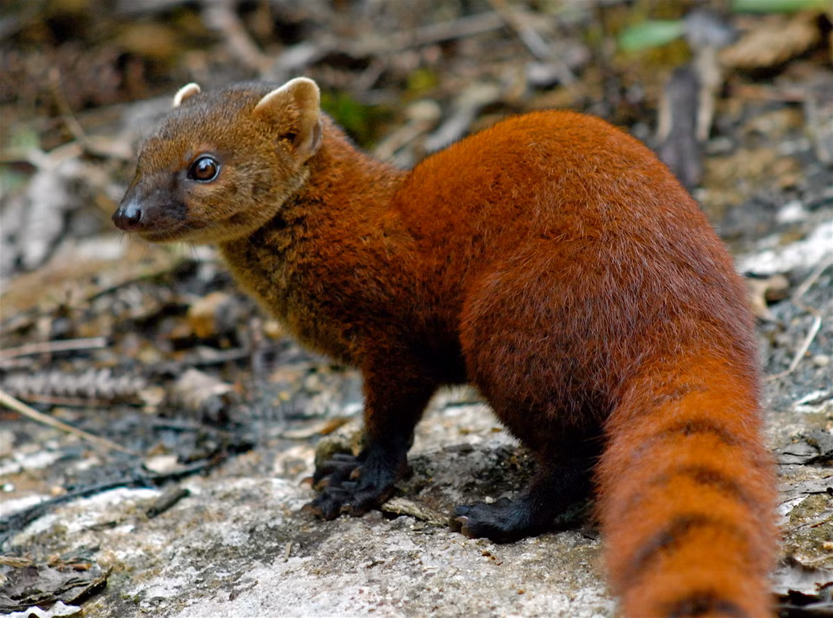 Cầy mangut đuôi vòng (Galidia elegans) dài 30-38 cm, phân bố rộng ở phía Đông Madagascar. Loài này trông hơi giồng cầy lỏn (Herpestes javanicus) nhưng có màu lông hung đỏ và cái đuôi có các khoanh màu đen. Chúng hoạt động tích cực, ăn nhiều loại thức ăn, gồm động vật và thực vật. Ảnh: Jeff Gibbs.