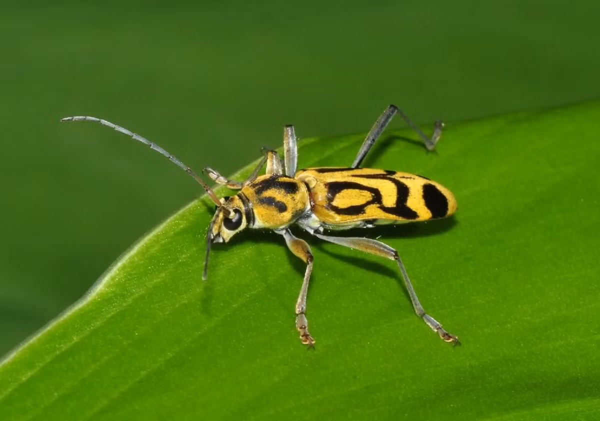 Xén tóc hổ vằn (Chlorophorus annularis). Ảnh: Picture Insect.