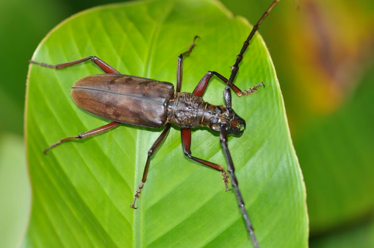 Xén tóc sừng gai (Hoplocerambyx spinicornis). Ảnh: iNaturalist.