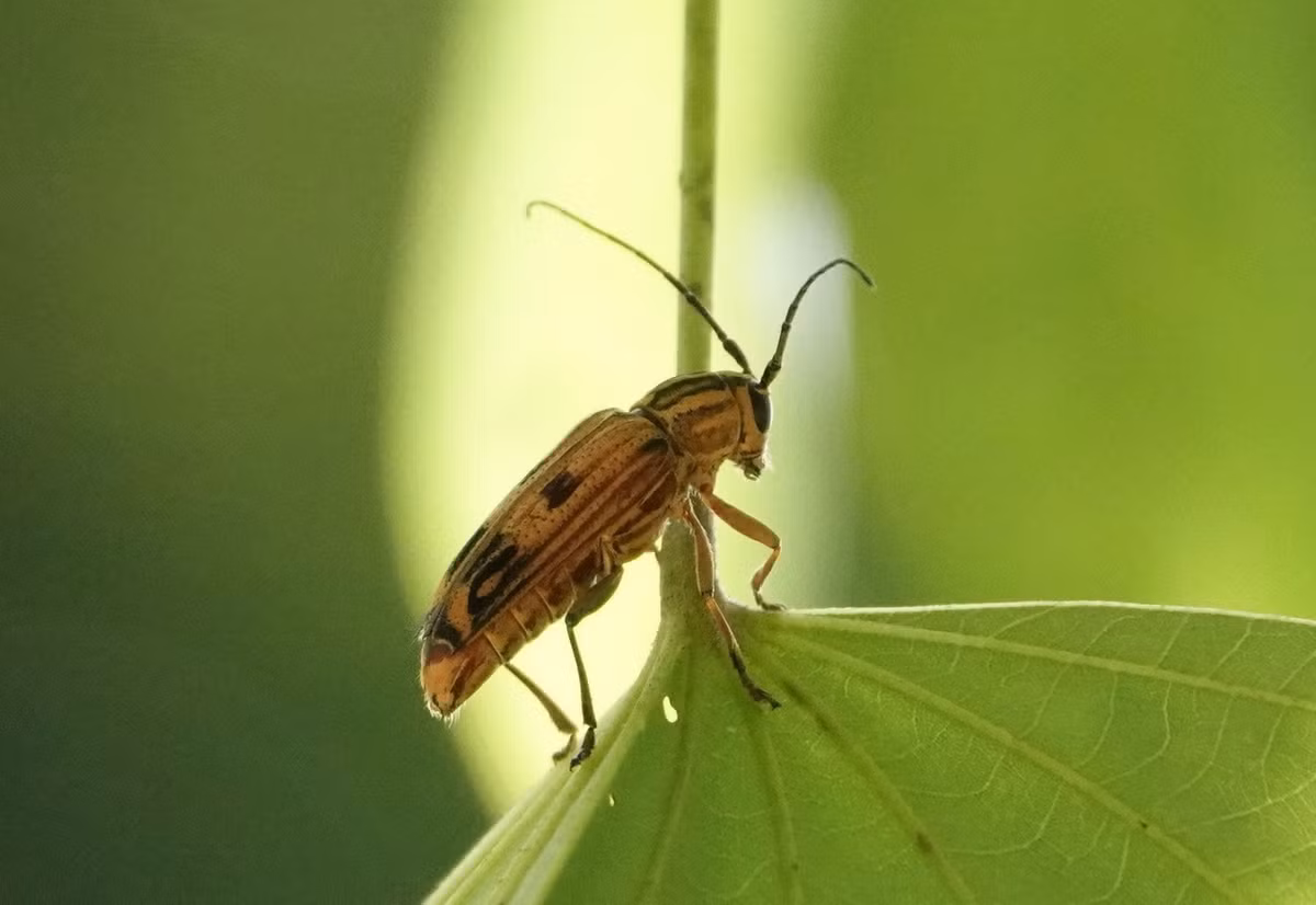 Xén tóc Glenea quadrinotata. Ảnh: iNaturalist.