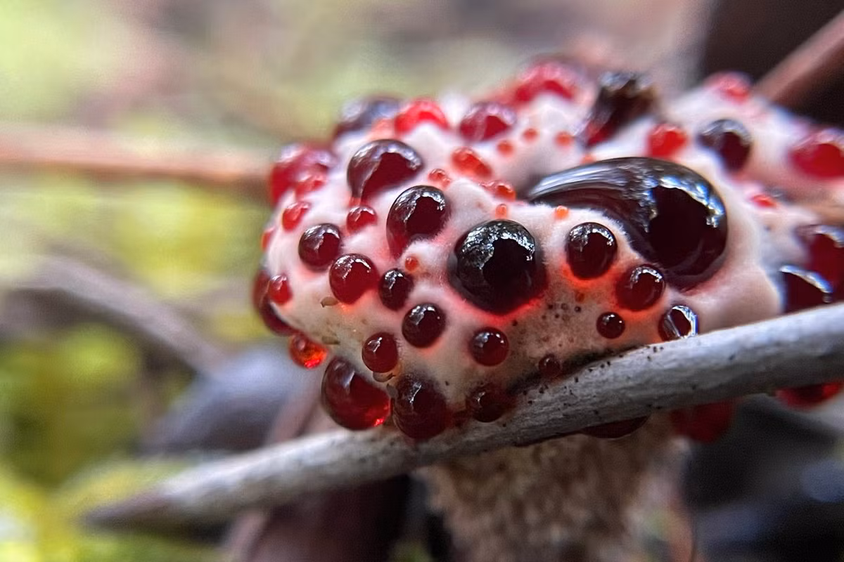 Trên phương diện sinh học, chúng có quan hệ cộng sinh với một số loài cây gỗ. Nấm Hydnellum peckii bám vào rễ cây chủ để nhận dinh dưỡng, đổi lại sẽ cung cấp cho cây chủ các enzym có ích cho sự phát triển của cây.