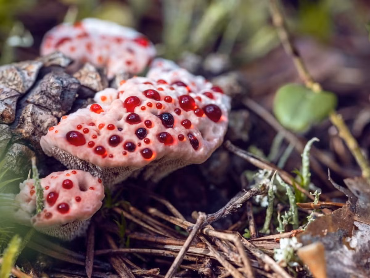 Ngoài cái tên nghe khá rùng rợn nói trên, đôi khi nấm Hydnellum peckii còn được gọi bằng một cái tên thi vị hơn, là "dâu và kem" (strawberries and cream).