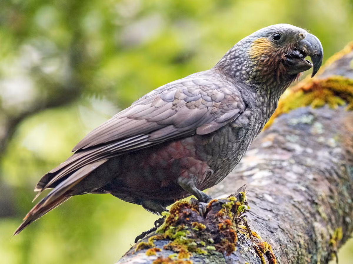Trong họ Vẹt, vẹt Kakapo có một khoảng cách khá lớn về di truyền với các loài vẹt còn lại. Các họ hàng gần nhất của chúng là vẹt kaka New Zealand và vẹt Kea, hai loài thuộc chi Nestor.