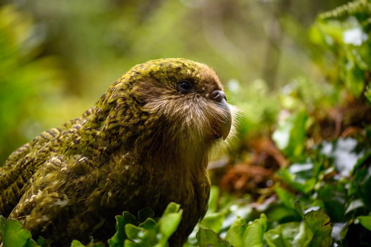 Vẹt Kakapo trưởng thành có thể nặng từ 2-4kg, gấp đôi so với loài vẹt lớn thứ hai trên thế giới là vẹt đuôi dài cánh xanh (Ara chloropterus), và tương đương một con gà công nghiệp.