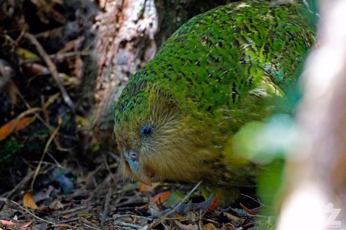 Vẹt Kakapo cũng có thể là một trong những loài chim sống lâu nhất thế giới, với một số trường hợp tuổi thọ được báo cáo lên đến 100 năm.