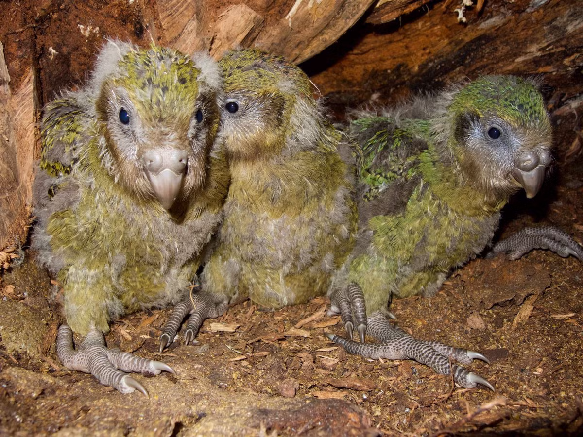 Vẹt Kakapo mái sẽ đẻ 1-4 trứng, vài ngày một quả. Trứng nở sau khoảng 30 ngày, vẹt non rời tổ khi được khoảng 10 đến 12 tuần tuổi và có thể tự kiếm ăn sau 6 tháng. Khi được 5 tuổi, chúng sẽ trưởng thành về mặt sinh sản.