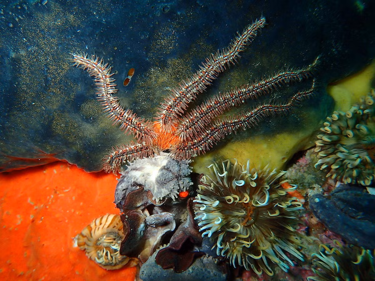 Đuôi rắn mảnh dẻ (Ophiothrix fragilis) dài 12-15, phân bố ở Đông Bắc Đại Tây Dương. Loài sao biển đuôi rắn này thường sống trong các quần thể đông đúc. Chúng có tay gai dựng lên để bắt các mảnh thức ăn nhỏ.
