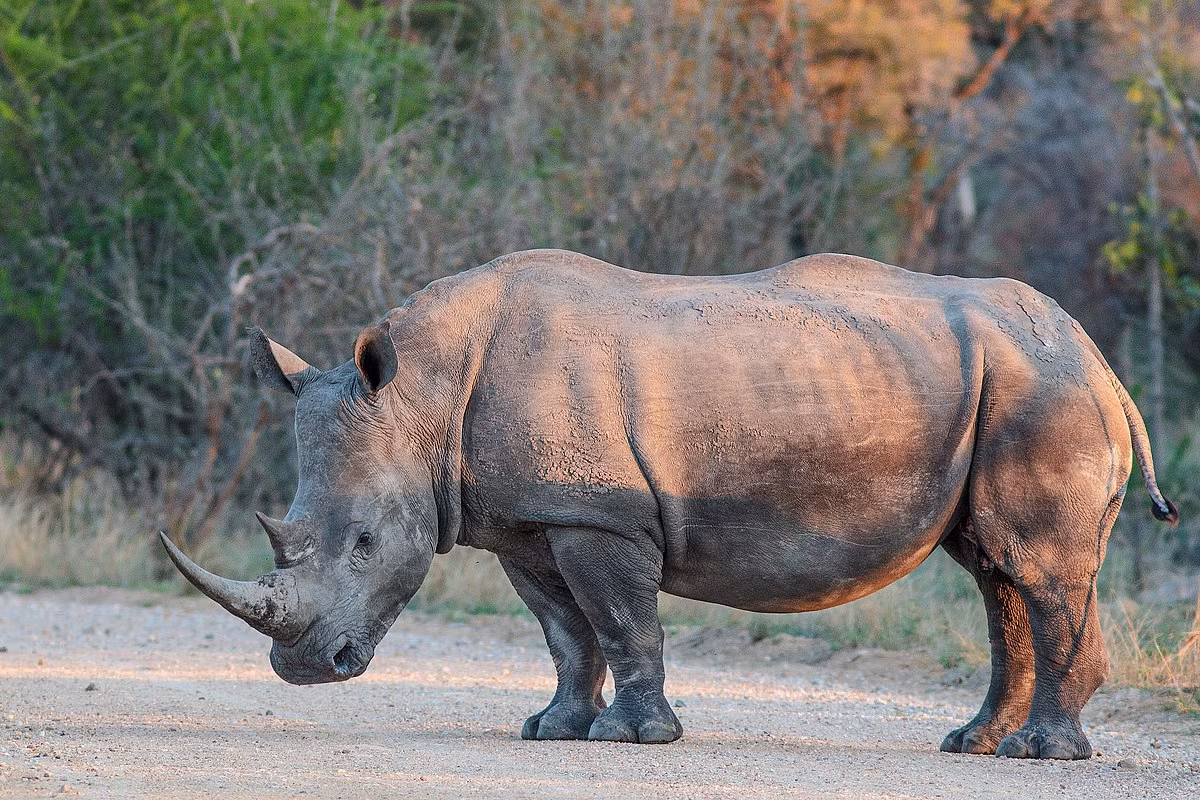  Tê giác trắng (Ceratotherium simum), có phân bố ở miền nam châu Phi. Loài này dài 3,4-3,8 mét, đặc điểm nhân dạng là có “môi vuông” rộng để gặm cỏ trên mặt đất, hai sừng lớn và một cái bướu ở phía sau cổ. Đây là loài tê giác lớn nhất còn sống.