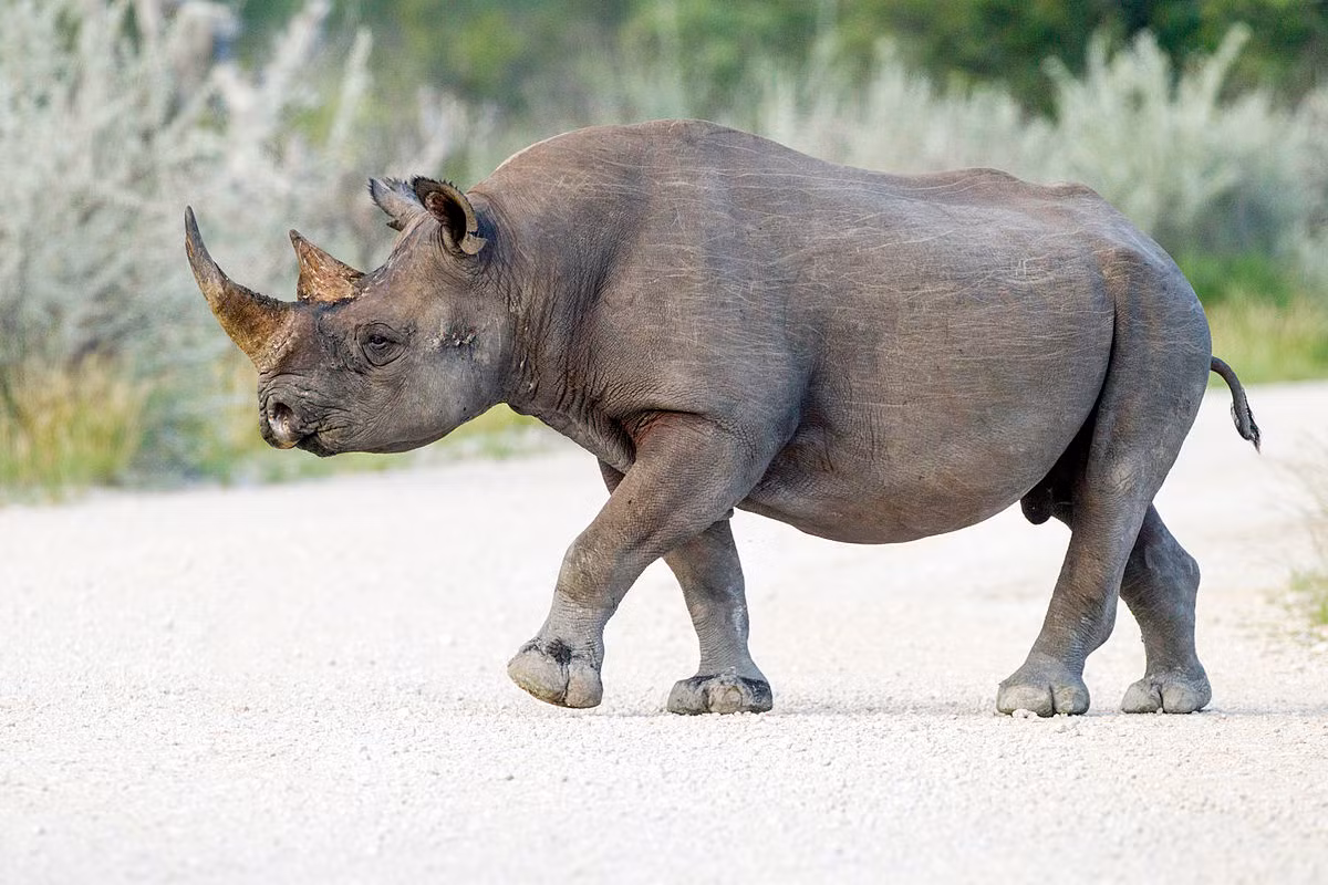 Tê giác đen (Diceros bicornis) sinh sống chủ yếu tại miền nam và miền đông châu Phi. Chúng dài khoảng 3-3,65 mét, có hai sừng, môi nhọn linh hoạt như vòi, phù hợp với việc ăn lá và cành non. Dù được gọi là tê giác đen nhưng da của loài này có màu nâu.
