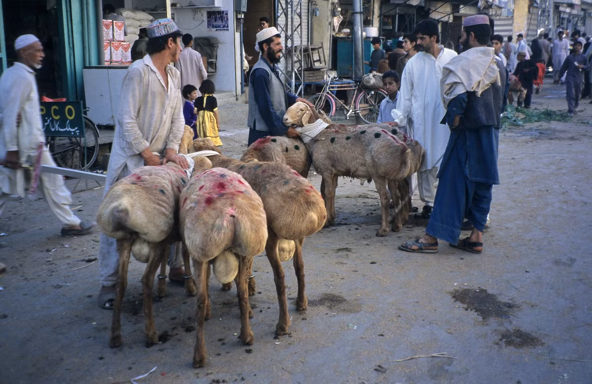 Cận cảnh những con cừu "kỳ cục" ở Rawalpindi.