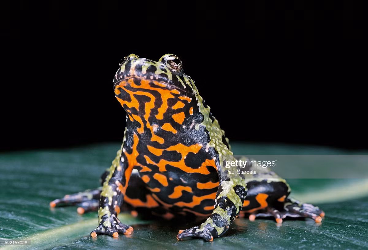 Trên phương diện khoa học, họ Cóc tía (Bombinatoridae) gồm các loài cóc có đặc trưng là thân hình dẹp, có phần bụng với màu đỏ hay vàng sặc sỡ, phân bố rộng từ châu Âu sang châu Á. Ảnh: Getty Images.