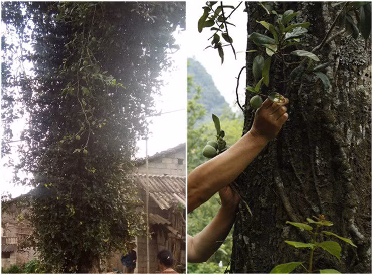 Xua moc dai khong ai hai, nay dan hai ban 400.000/kg thanh dac san noi tieng-Hinh-3