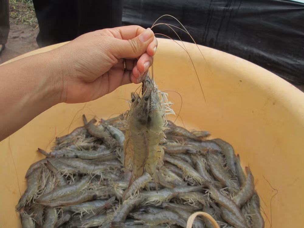 Chăn nuôi thủy sản, heo, gà cùng rơi vào thế bí Chan nuoi thuy san, heo, ga cung roi vao the bi