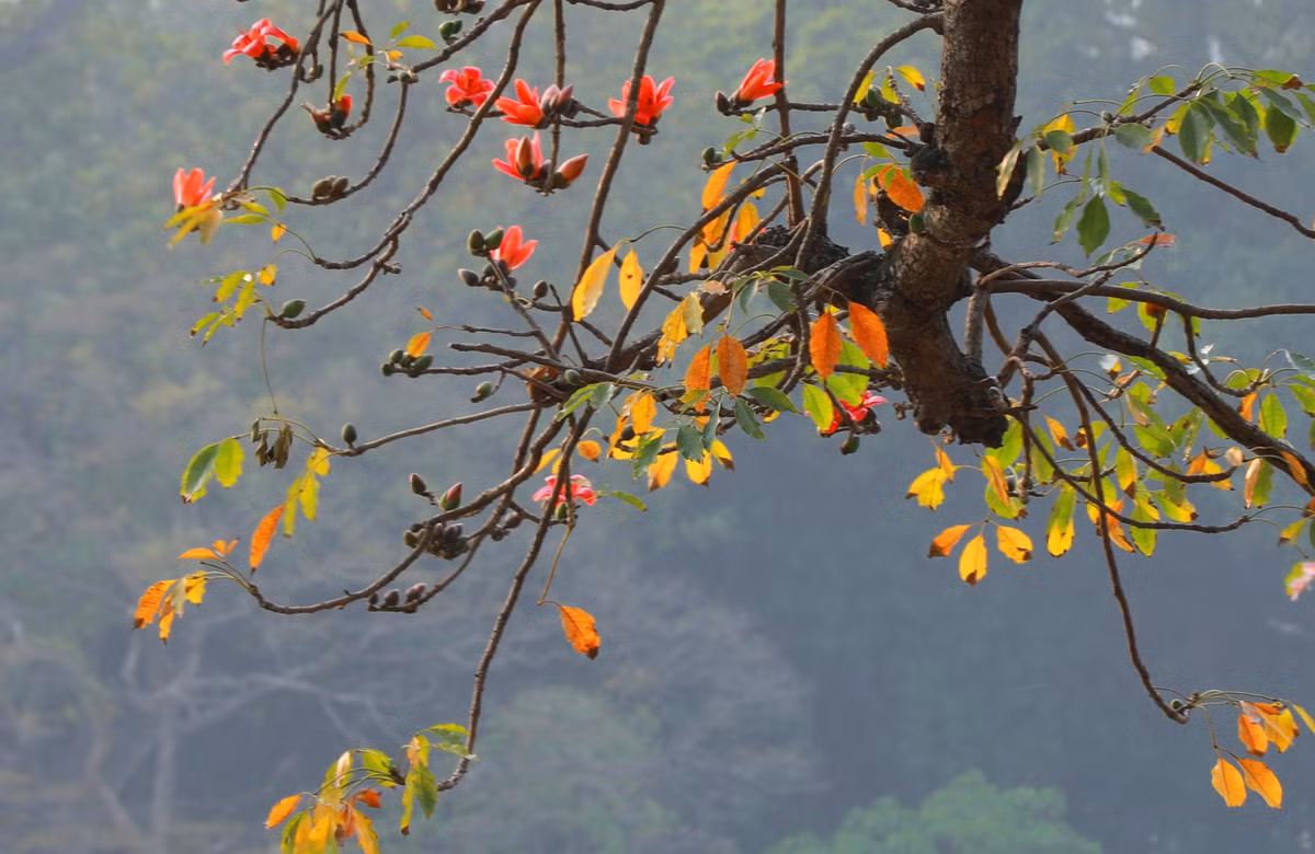 Hoa gao 