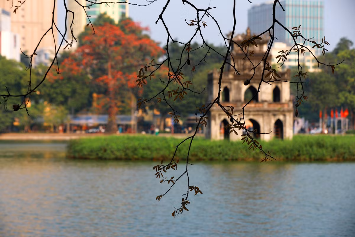 Hoa gao 