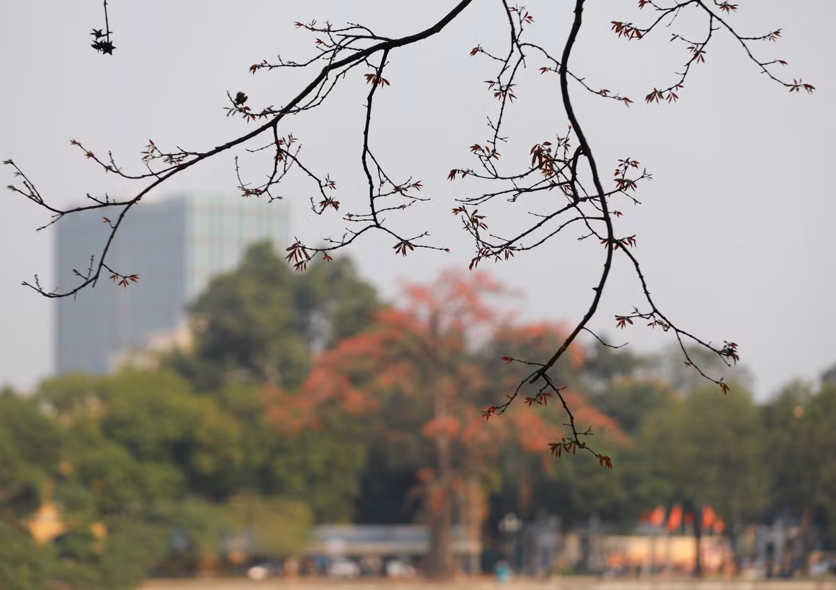 Hoa gao 