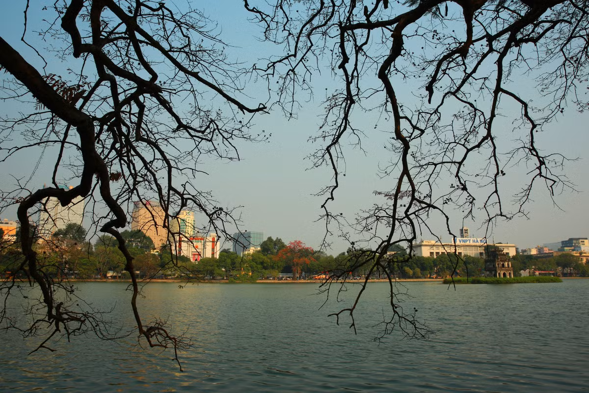 Hoa gao 