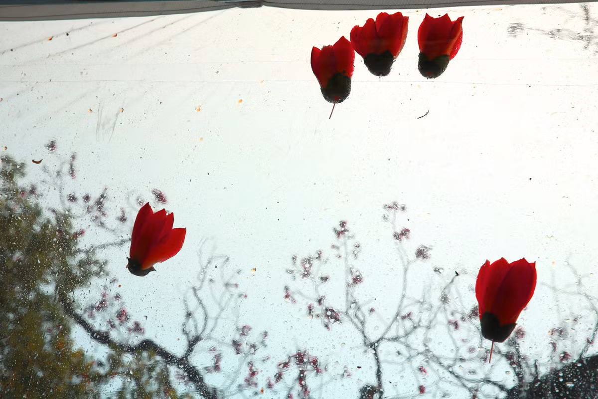 Hoa gao 