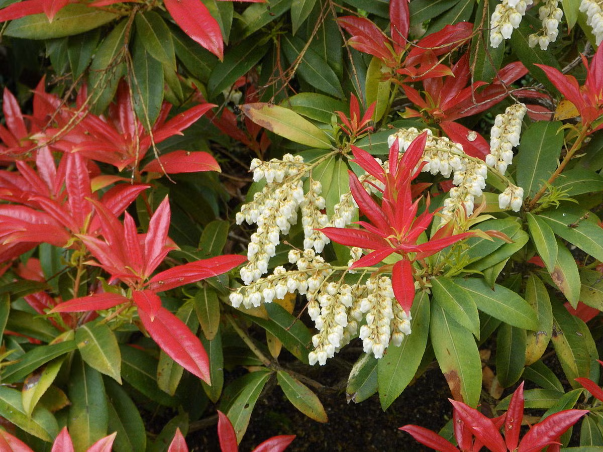 Hứng (Pieris formosa) cao 5 mét, phổ biến ở phía Nam châu Á, trong đó có Việt Nam. Hậu tố "formosa" trong tên khoa học của loài cây bụi này có nghĩa là "đẹp", nhằm chỉ cụm hoa trắng hình chuông đung đưa mỗi khi có cơn gió thổi qua.