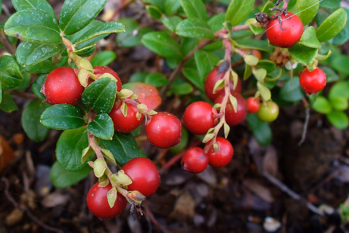 Việt quất (Vaccinium vitis-idaea) cao 30 cm, phân bố khắp các vùng ôn đới của châu Âu, châu Á và Bắc Mỹ. Loài cây này có hoa trắng hình chuông, vào mùa thu cho ra quả mọng màu đỏ bóng bảy, có hương vị đậm đà, có vai trò quan trọng trong văn hóa ẩm thực ở nhiều quốc gia.