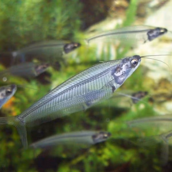 Đây là một loài cá mỏng manh và yếu đuối, không có màu sắc ngụy trang hoặc các năng lực tự vệ để khiến kẻ săn mồi phải dè chừng.