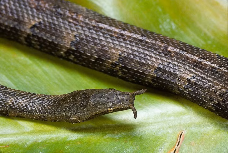 Phân bố rộng ở miền Nam Việt Nam, rắn râu (Erpeton tentaculatum) được coi là một trong những loài rắn kì dị nhất trên thế giới. Ảnh: BBC Wildlife Magazine.