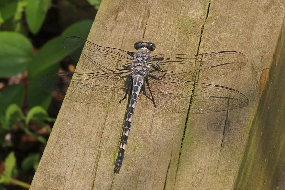 Chuồn chuồn xám đuôi nắp (Tachopteryx thoreyi) dài 8,2 cm, thường gặp ở các rừng cây lá rộng ẩm của vùng bờ biển phía Đông của Bắc Mỹ. Loài này sinh sản ở các khu vực bùn lầy và ẩm ướt.