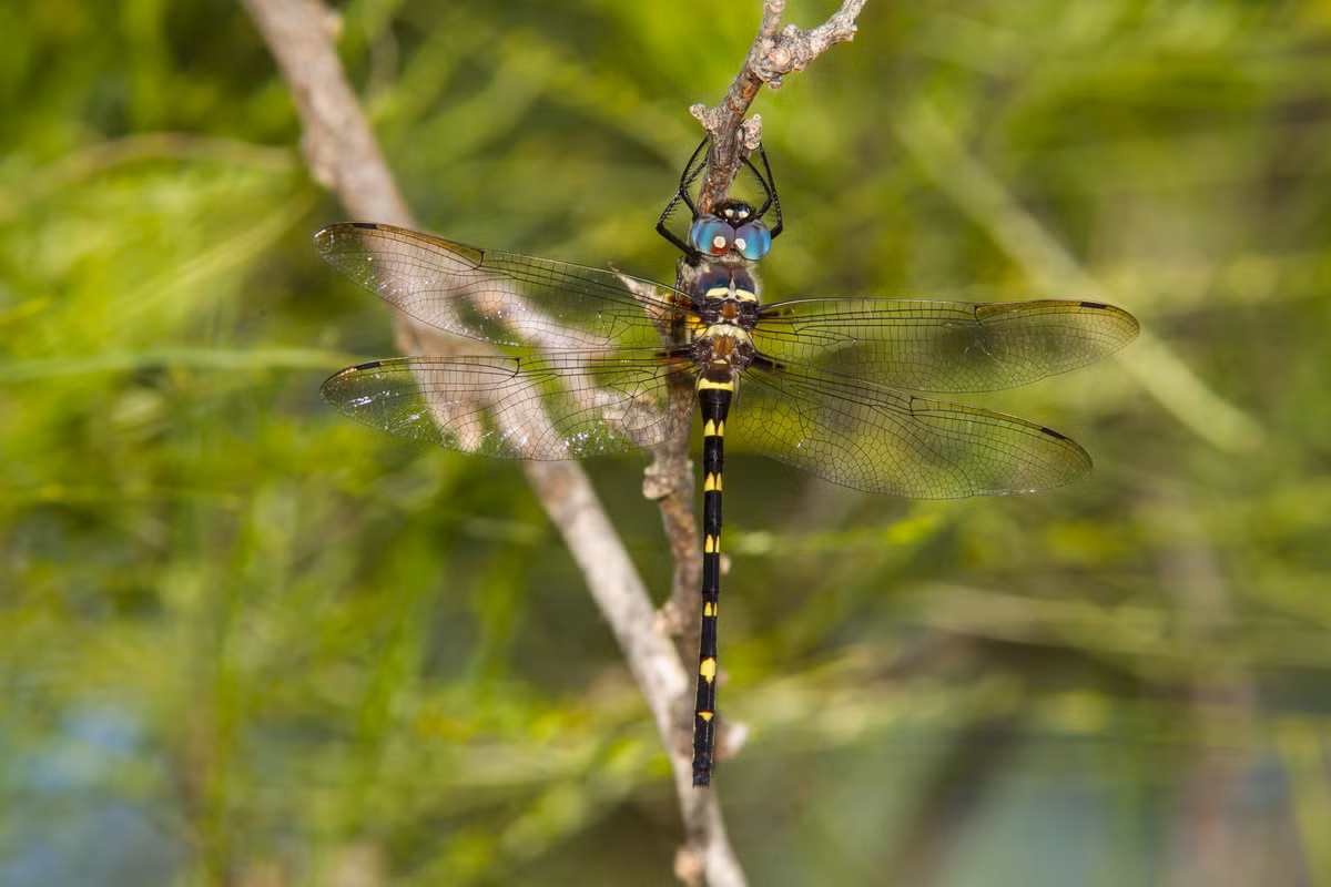 Chuồn chuồn tuần dương sông Illinois (Macromia illinoiensis) dài 7,6 cm, phân bố ở Bắc Mỹ. Chúng thường bay trên các sông, suối có đá hay sỏi, nhưng cũng có thể được bắt gặp khi bay xa khu vực nước, dọc đường đi hay lối mòn.