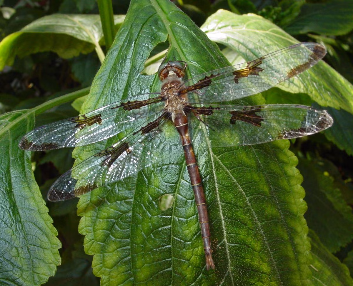 Chuồn chuồn đuôi giỏ hoàng tử (Epitheca princeps) dài 8,5 cm, phân bố rộng ở Bắc Mỹ. Loài này thường được bắt gặp khi bay trên các ao, hồ, sông, lạch, từ sáng tinh mơ đến nhá nhem tối.