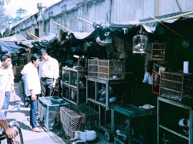 Khu chợ bán động vật kiểng.