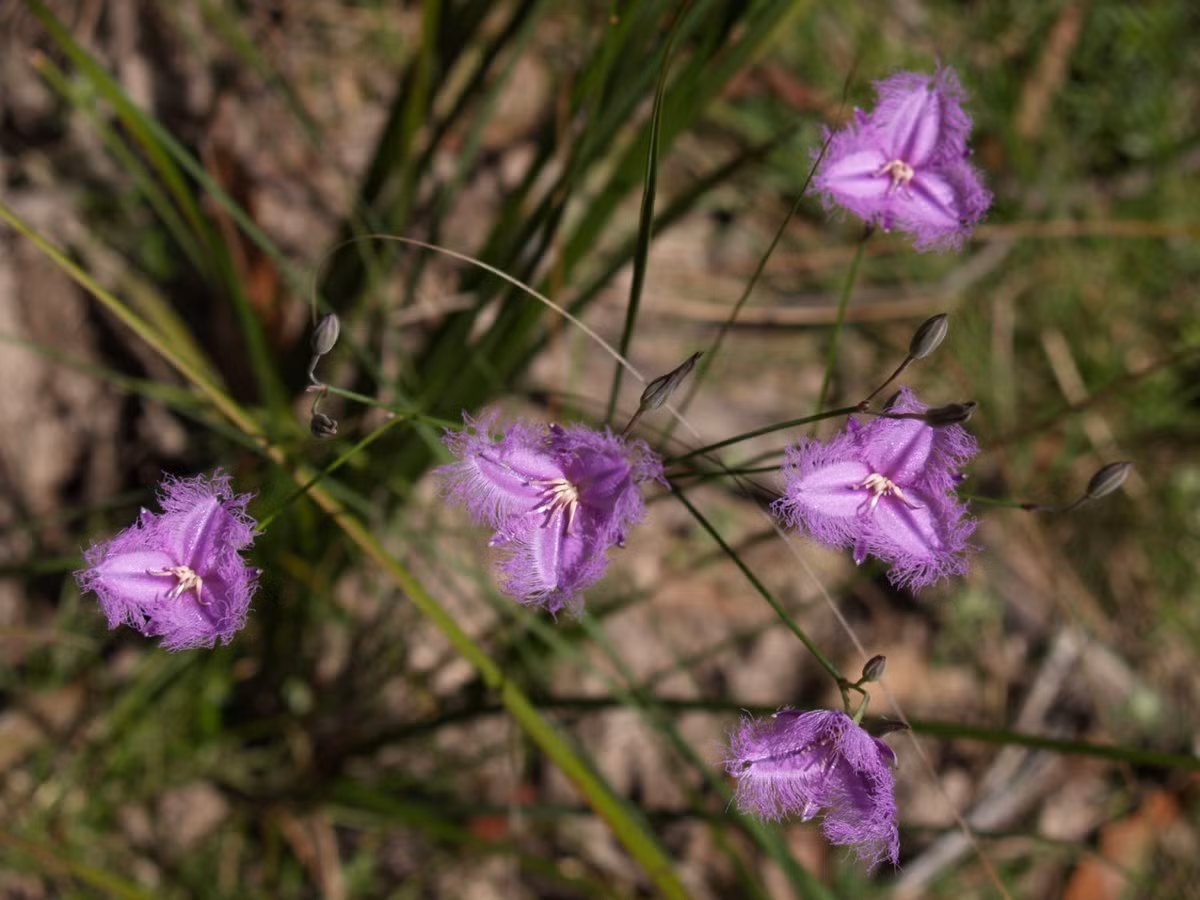 Dị nhụy thảo củ (Thysanotus tuberosus) cao 80 cm, phân bố ở Đông Nam Australia. Chúng có lá hẹp, cánh hoa có diềm tua chỉ nở đúng một ngày.