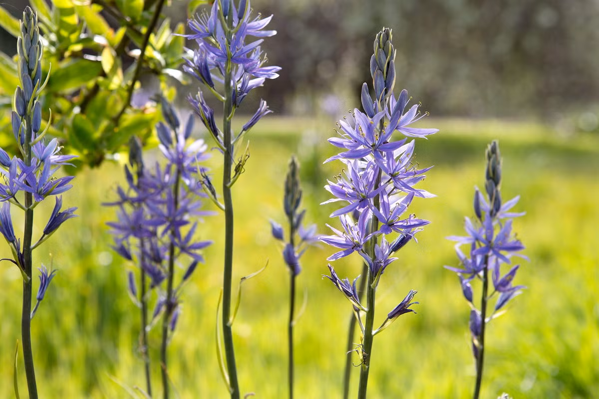 Cây Quamash (Camassia quamash) cao 1 mét, có nguồn gốc từ miền Tây Bắc Mỹ. Phần thân phình to của loài cây này từng được người bản địa dùng làm thức ăn.