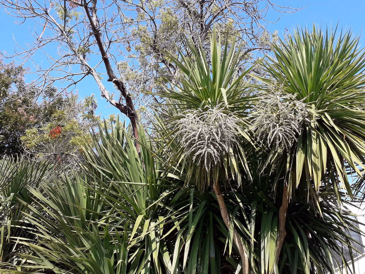 Hồng phúc vũ (Cordyline australis) cao 20 mét, được ghi nhận ở New Zealand. Loài cây này đã được du nhập vào nhiều nơi làm cây cảnh. Chúng từng là nguồn thức ăn quan trọng của người Maori.