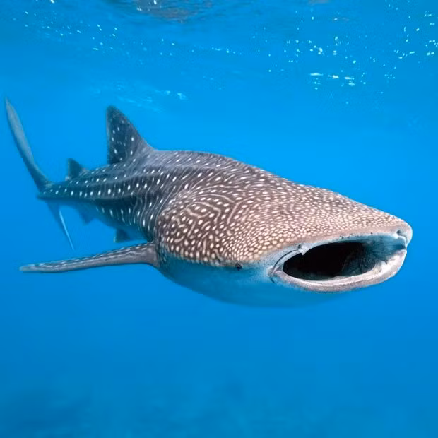  Cá mập voi (còn gọi là cá nhám voi, tên khoa học là Rhincodon typus) là loài cá sinh sống tại các vùng biển nhiệt đới và ôn đới ấm, đã nhiều lần được ghi nhận tại vùng ven biển Việt Nam.