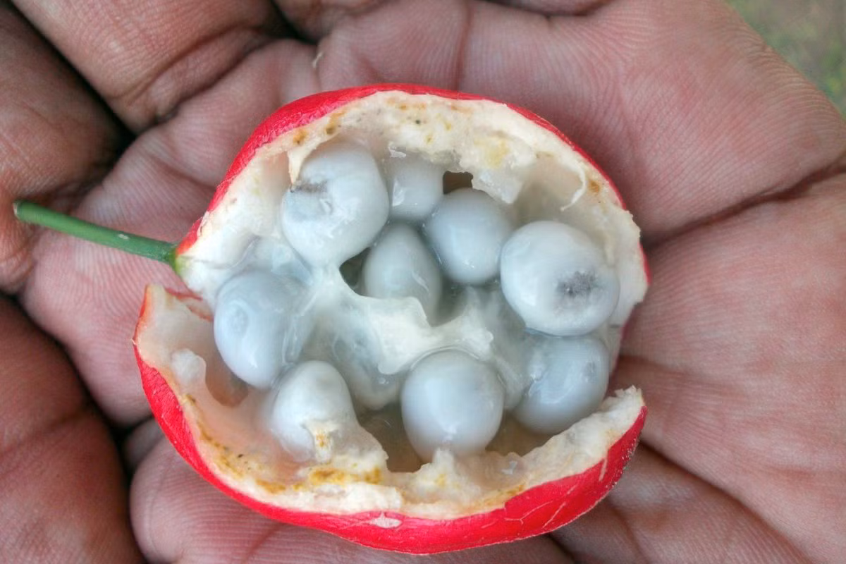 Ruột quả có một lớp cơm nhầy bao bọc. Đây là nơi chứa chất glycosid có thể gây ức chế thần kinh trung ương dẫn đến tử vong nếu ăn phải. Ảnh: Flora of Sri Lanka.