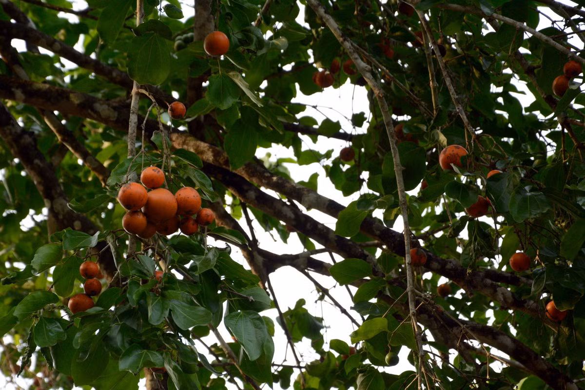 Quả mã tiền (Strychnos nux-vomica) có hình dáng rất giống quả cam, được biết đến như một thứ độc dược cực mạnh. Ảnh: India Biodiversity Portal.