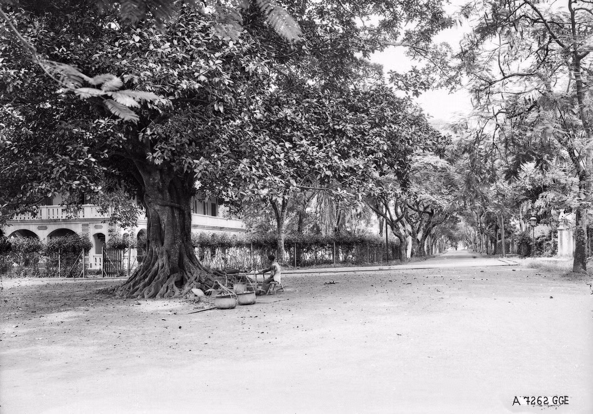 Cây đa lá tròn (Ficus benghalensis) cổ thụ trên một con đường đô thị ở Vĩnh Yên.