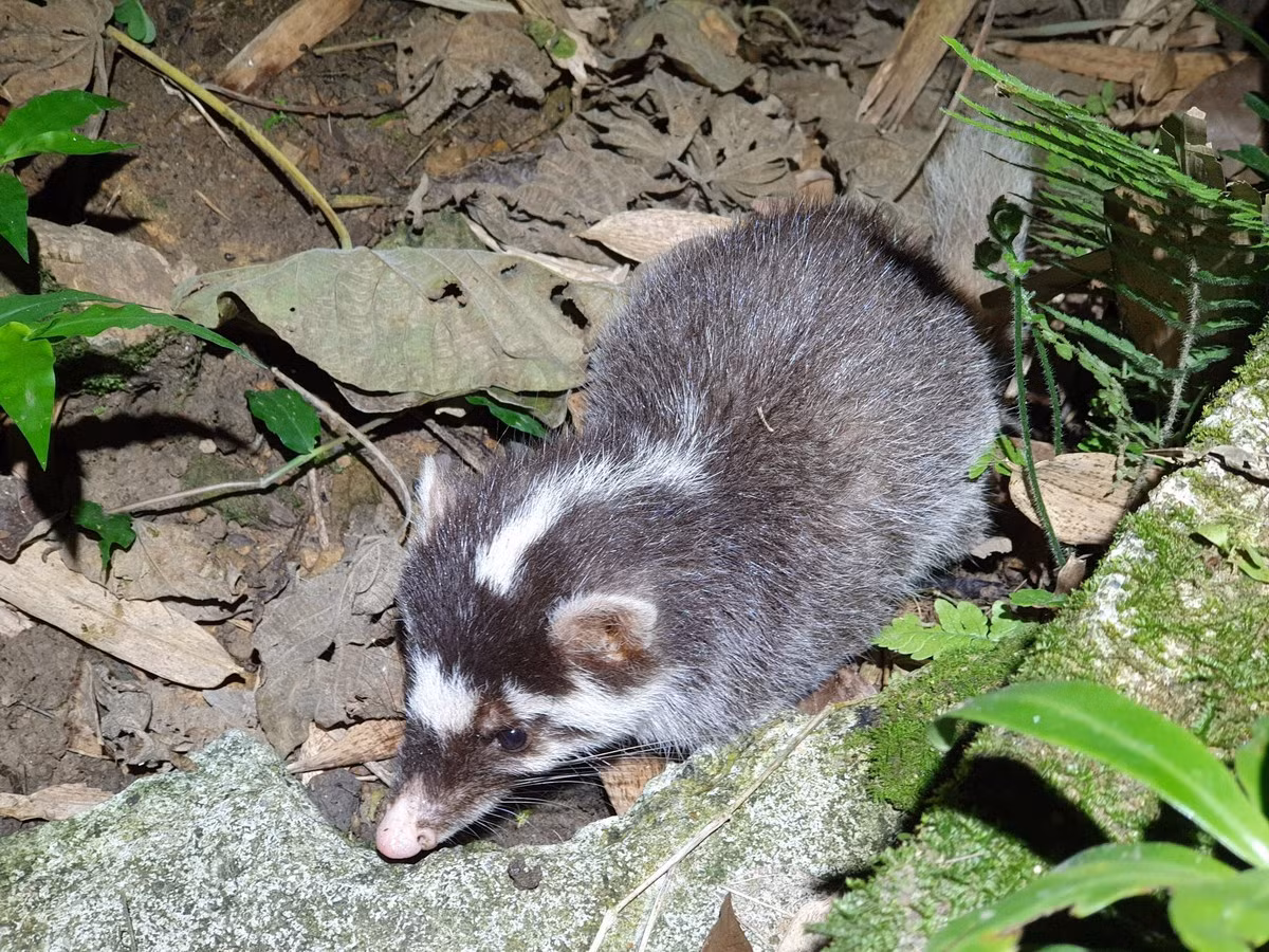  Chồn bạc má Bắc (Melogale moschata). Kích thước: Chiều dài đầu và thân 33-45 cm. Khu vực phân bố: Miền Bắc Việt Nam.